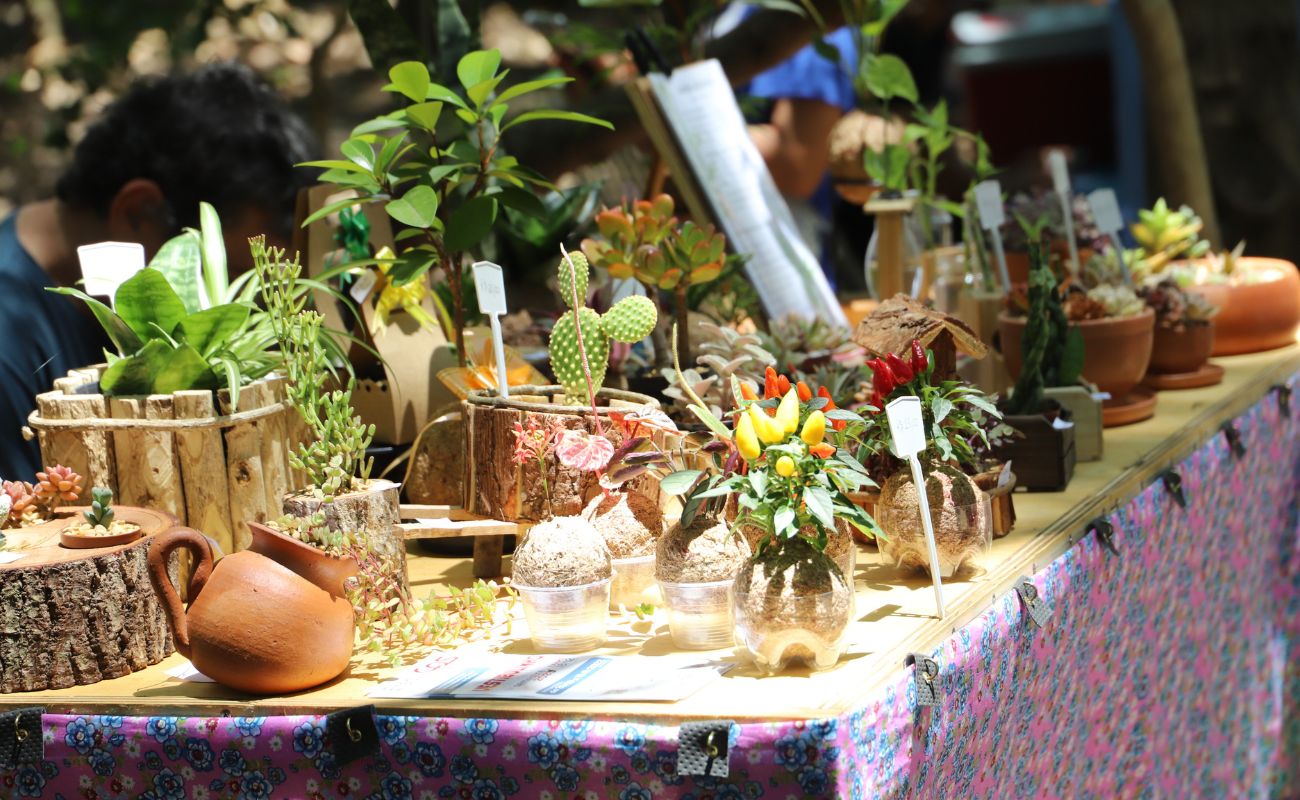 Imagem mostra a bancada de um dos expositores da Feira EcoArt, com plantas de diversas espécies.