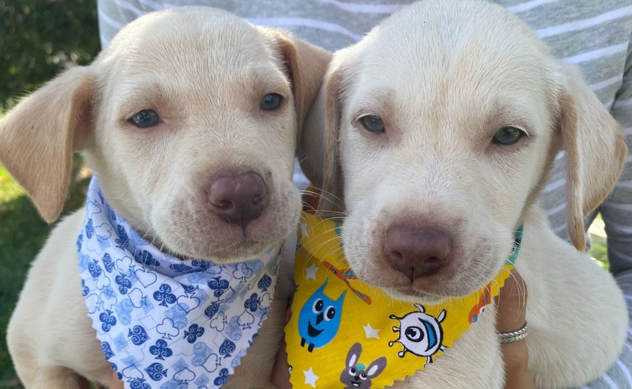 Imagem mostra dois cachorros na cor brancos, com focinho marrom e olhos azuis. Eles estarão disponíveis na Feira de Adoção de Animais Felinos e Caninos