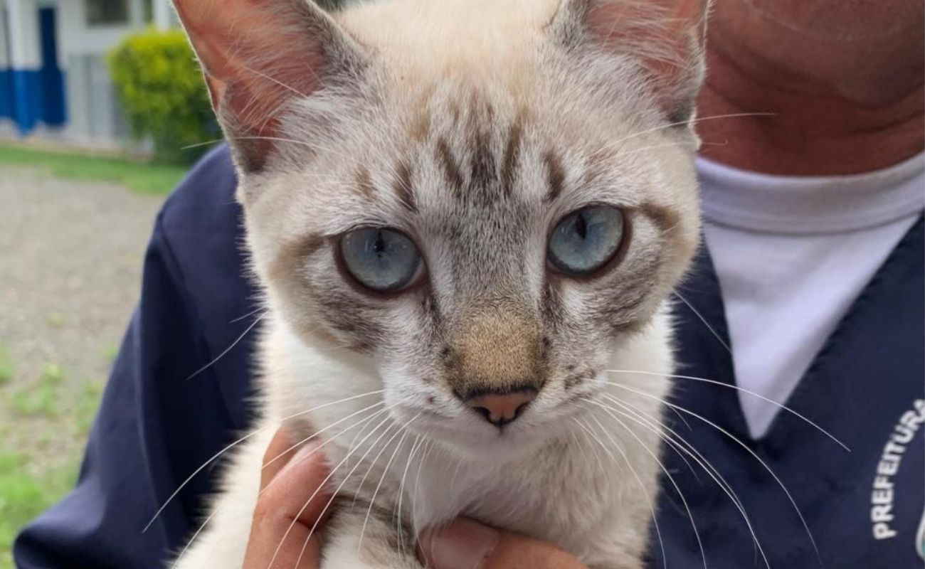 Imagem mostra em foco um gato com pelos claros, manchas cinzas, olhos azuis, que estará disponível dentre outros na Feira de Adoção.