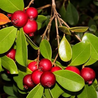 araca-vermelho araca-vermelho