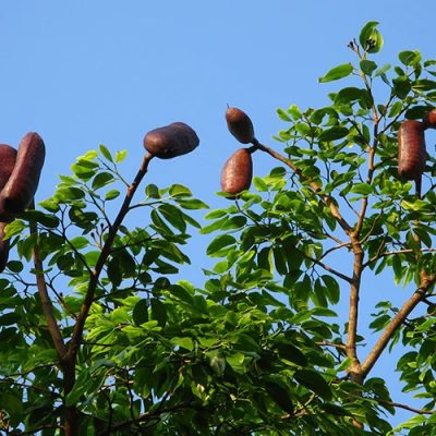 jatoba jatoba