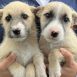 Foto de dois cães filhotes para adoção