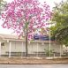 Imagem mostra a fachada da UBS 9, que contempla de uma linda árvore, ipê rosa florido. Essa UBS é um dos pontos de atendimento da campanha de vacinação.