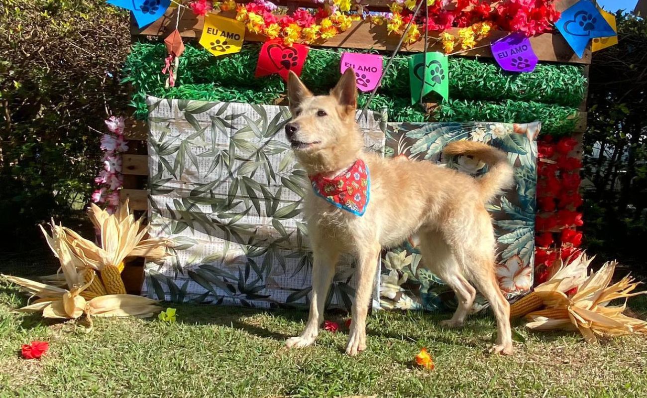 Imagem usada para ilustrar a campanha Aurraial da Adoção. Um cão na cor caramelo, com um lenço no pescoço e ao fundo um tema junino, com bandeiras coloridas.