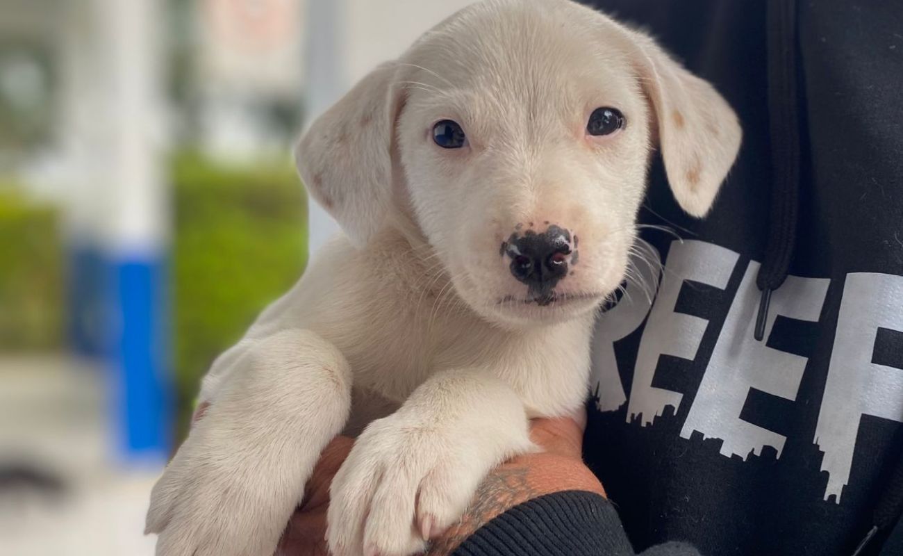 Imagem mostra um cachorro branco que estará disponível para adoção na próxima Feirinha de Adoção na Praça do Carmo. Devido a condições climáticas a próxima Feirinha de adoção foi cancelada.