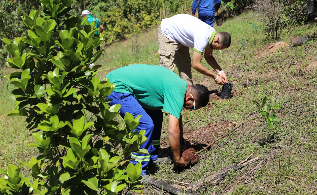 Imagem mostra dois homens realizando o plantio de mudas, ação faz parte da programação que será realizada na Semana da árvore em Itu.
