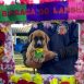 Imagem mostra um cachorro a ser adotado na próxima Feira de Adoção