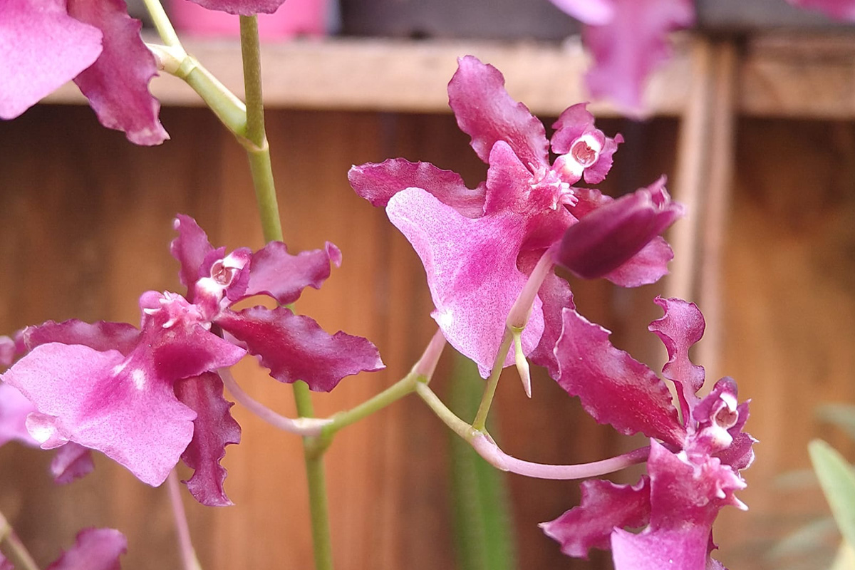 orquidea - Foto Renata Guarnieri