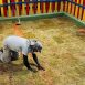 Gramado na Creche da Vila Martins